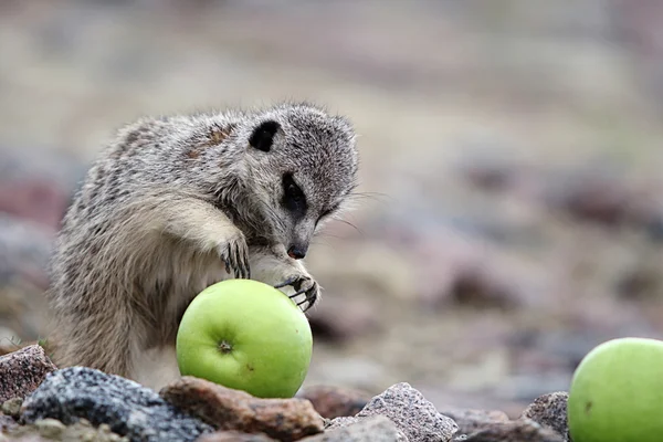 Meerkats eat green apple — Stock Photo, Image