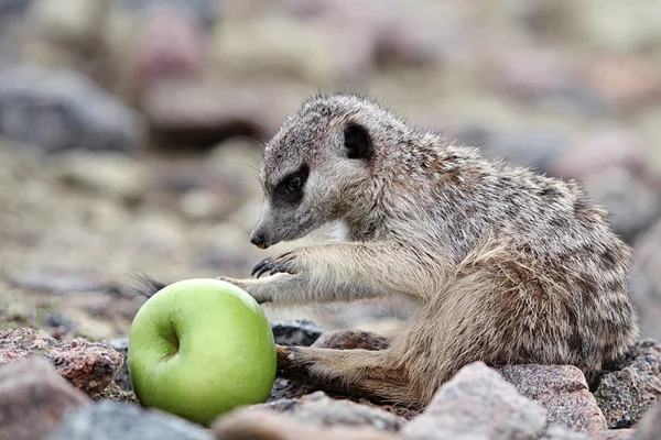 Stokstaartjes eten groene appel — Stockfoto
