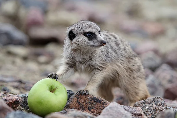 Meerkats e maçã verde — Fotografia de Stock
