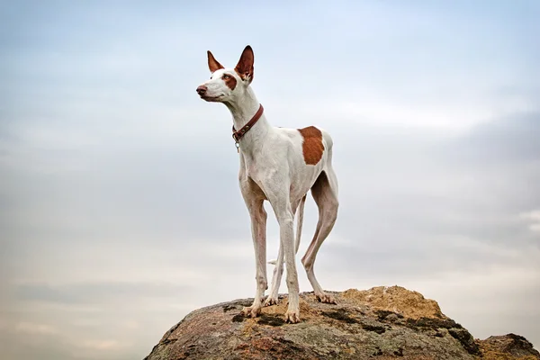Ibizan 猎犬 — 图库照片