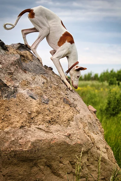 イビザン ・ ハウンド犬 — ストック写真