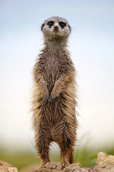 Meerkat stoi na skale — Zdjęcie stockowe