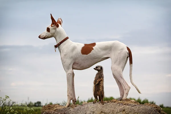 Cão e meerkats — Fotografia de Stock