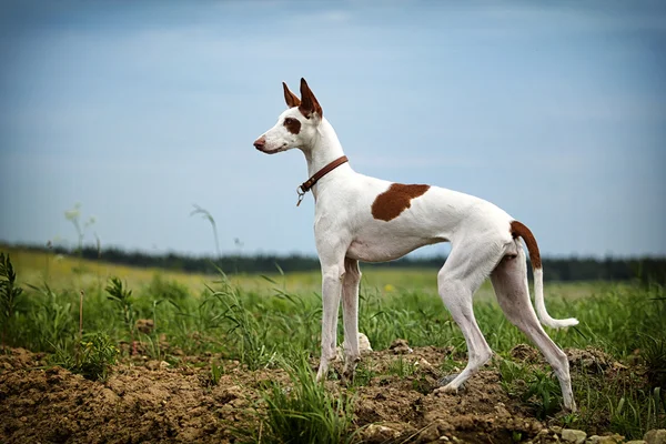 Ibizan Hound dog — Stock Photo, Image