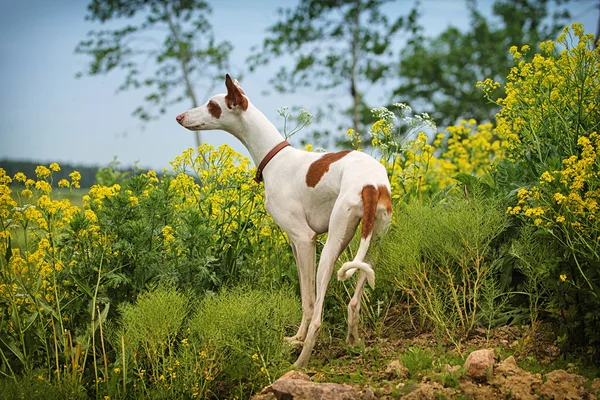 Ibizan-hund — Stockfoto