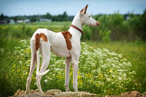 Cão de caça Ibizan — Fotografia de Stock