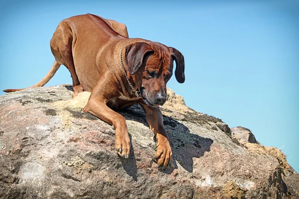 สุนัข Rhodesian Ridgeback — ภาพถ่ายสต็อก