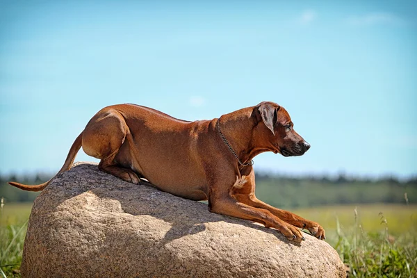 Pies rasy Rhodesian ridgeback — Zdjęcie stockowe