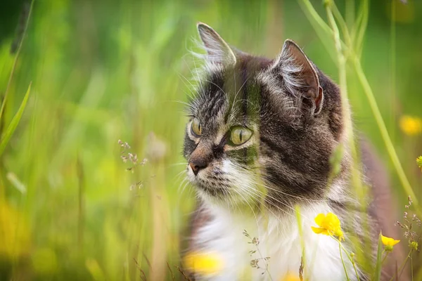 Серый кот в траве — стоковое фото
