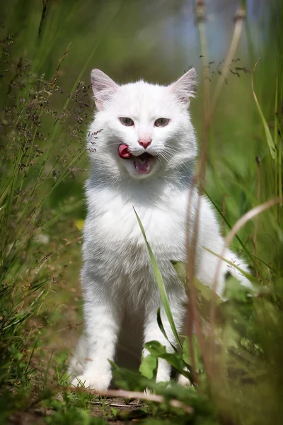 Çim beyaz kedi — Stok fotoğraf