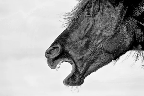 白地に黒い馬 — ストック写真
