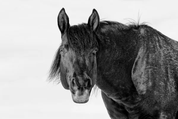 Stock image Black horse on white