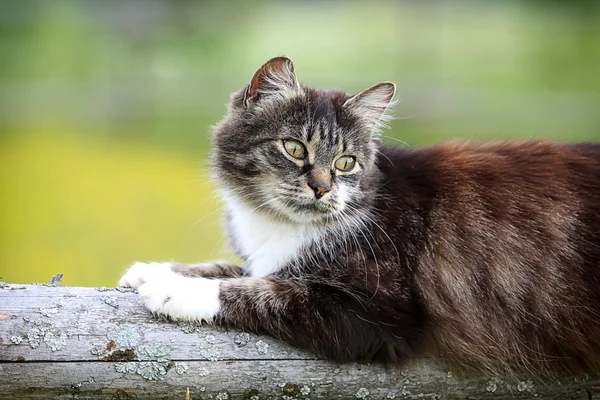 Серый кот на бревне — стоковое фото