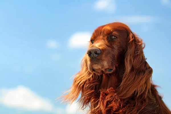 Perro rojo en el cielo —  Fotos de Stock
