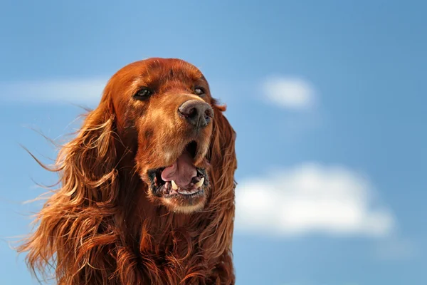Red dog on sky — Stock Photo, Image