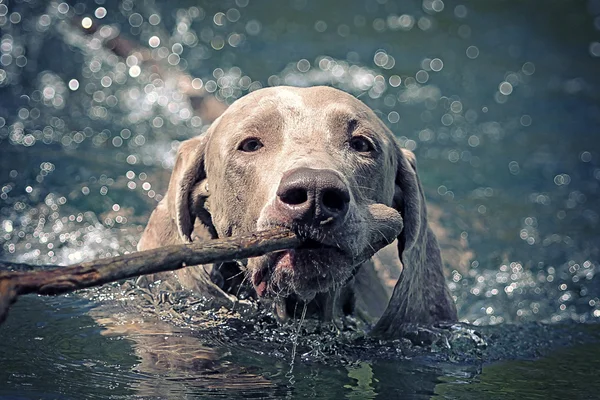 Výmarský ohař psa plavání — Stock fotografie