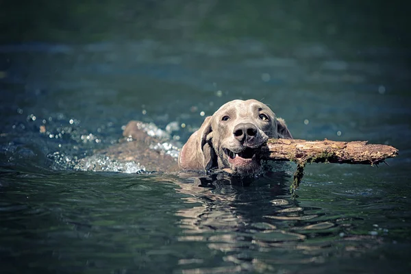 Weimaraner perro nadar — Foto de Stock