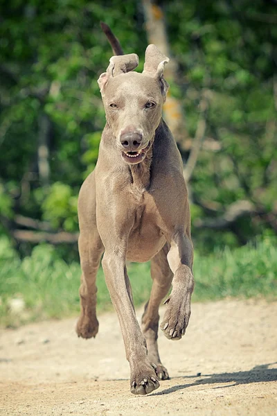 Weimaraner kutya — Stock Fotó