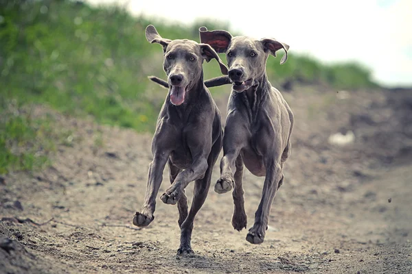 Две веймаранские собаки — стоковое фото