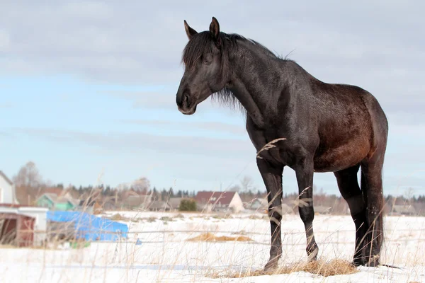 Schwarzes Pferd auf Schnee — Stockfoto