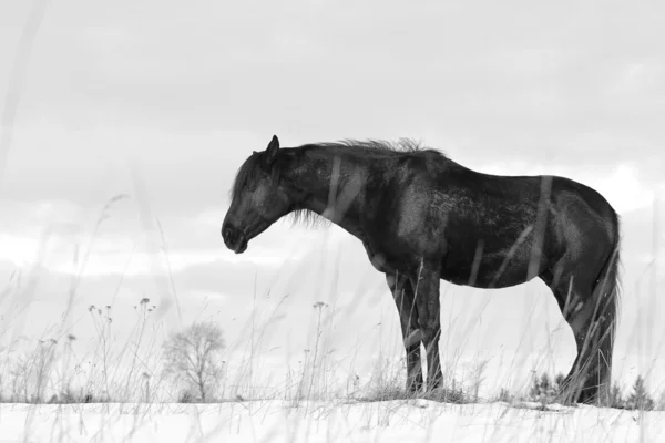 Beyaz üstüne siyah at — Stok fotoğraf