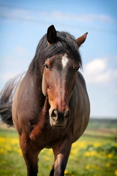 Braunes Pferd — Stockfoto