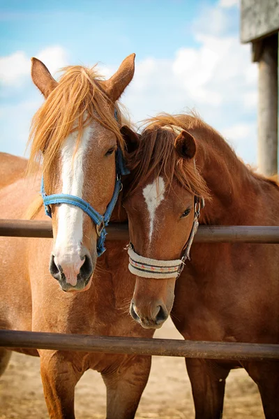 Zwei rote Pferde — Stockfoto