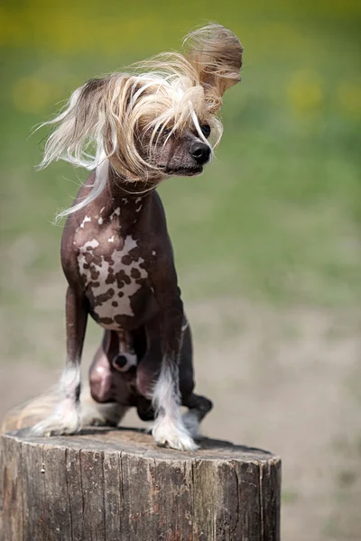 stock image Chinese crested dog