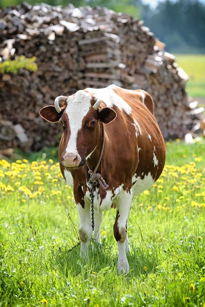 Strakaté krávy — Stock fotografie