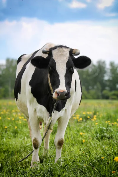 วัวมีจุด — ภาพถ่ายสต็อก