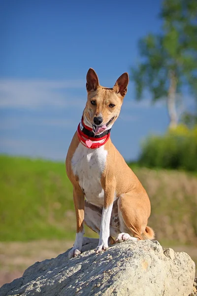 Basenjis-Hund — Stockfoto