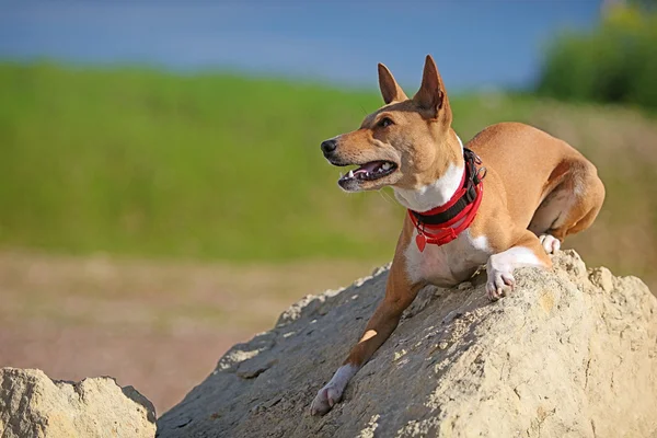 Basenjis pies — Zdjęcie stockowe