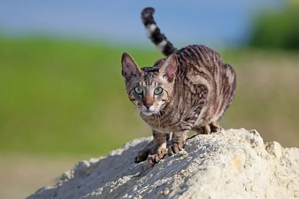 Gato cinzento na rocha — Fotografia de Stock