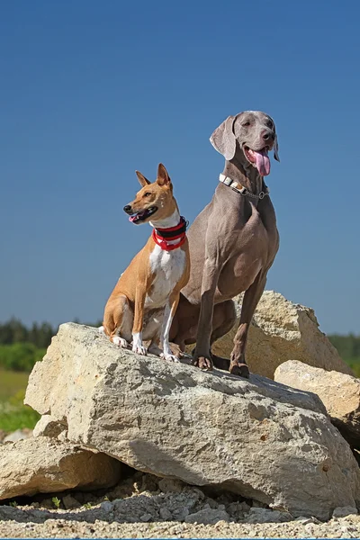 Basenjis and Weimaraner dogs — Stock Photo, Image