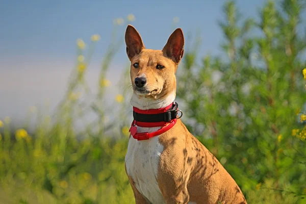 Basenji's hond — Stockfoto