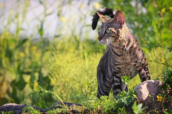 Gato cinzento na grama — Fotografia de Stock