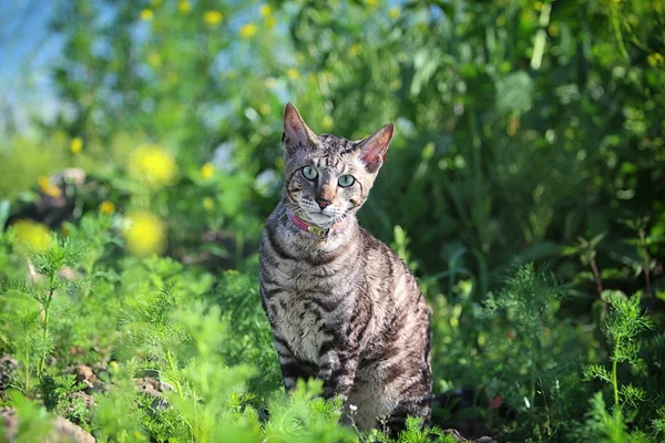 Gato cinzento na grama — Fotografia de Stock