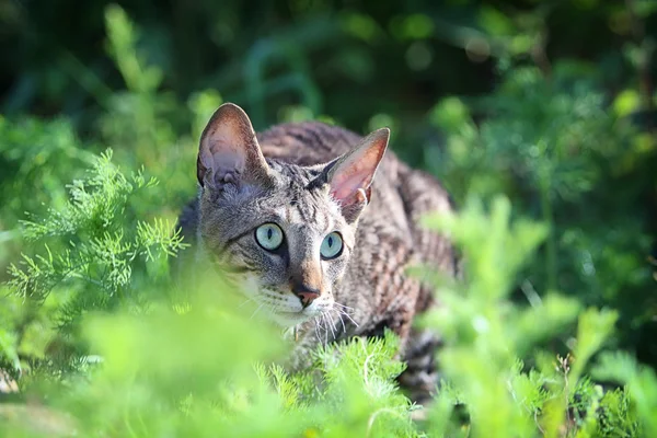 Grijze kat in gras — Stockfoto