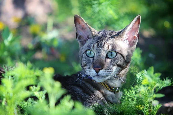 Серый кот в траве — стоковое фото