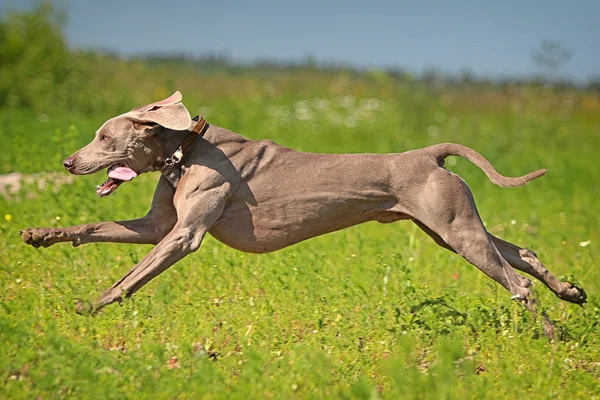 Веймаранерская собака — стоковое фото