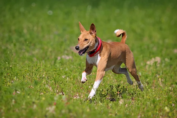 バセンジー犬 — ストック写真