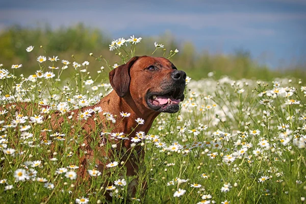 stock image Rhodesian Ridgeback dog