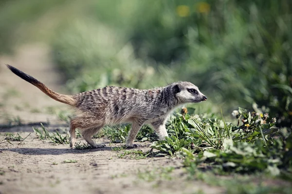 Meerkats passeio na grama — Fotografia de Stock