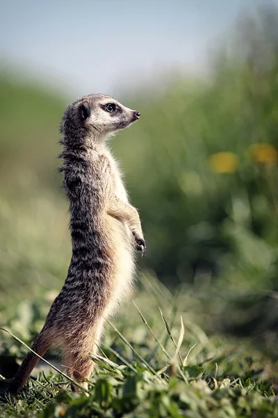 Meerkat는 바위에 서 — 스톡 사진