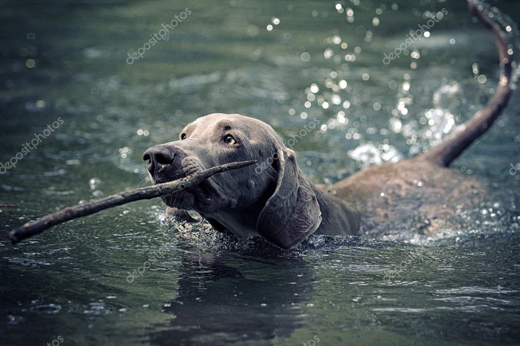 can weimaraners swim