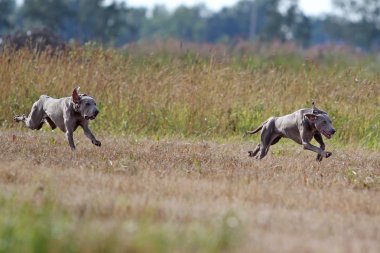 iki weimaraner köpek