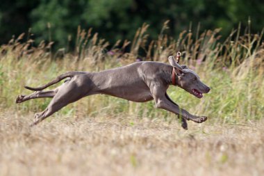 Weimaraner koş köpek