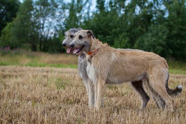 İki köpek.