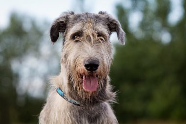 İrlandalı wolfhound köpek