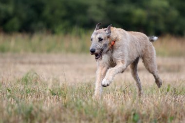 İrlandalı wolfhound köpek